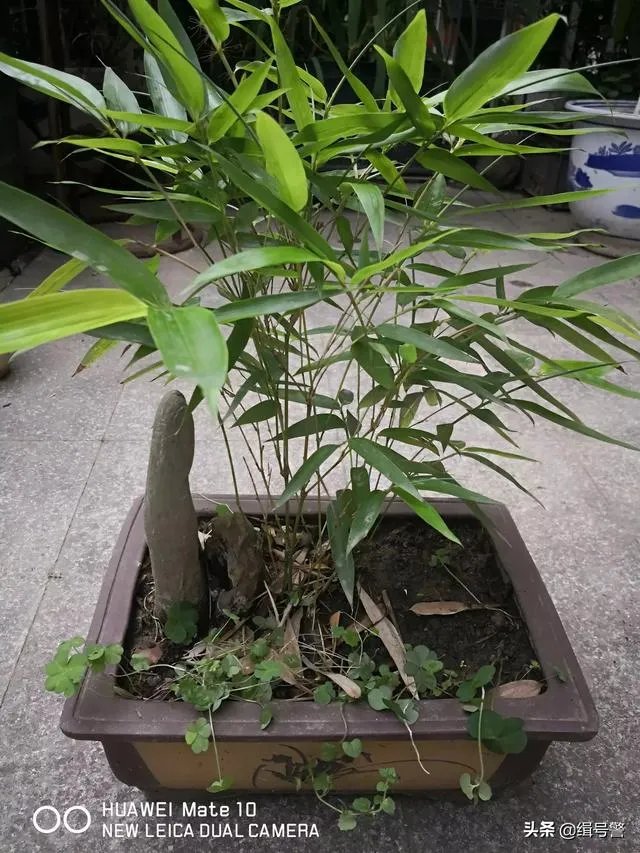 让大家来欣赏一下你做的竹盒景吧？