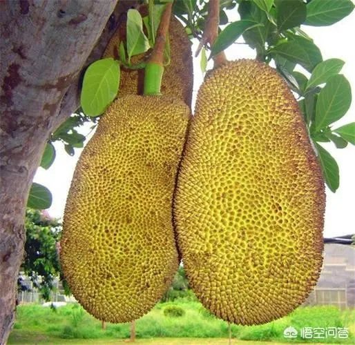 菠萝蜜凤梨菠萝麻