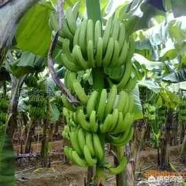 现在香蕉行情怎么样？