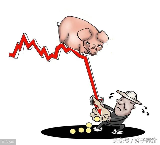 现在养猪行情如何？