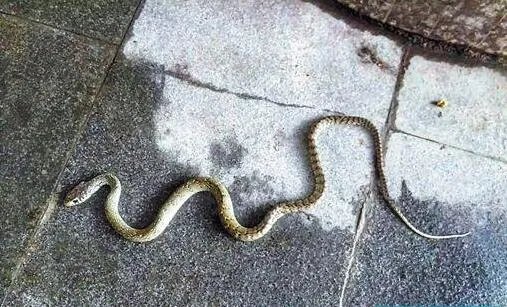 醒来床边现1米长的蛇 夫妻不知所措紧急求助