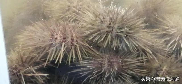 武汉北京新发地大连疫情均与海鲜有关是否说明海鲜就是新冠发源地？