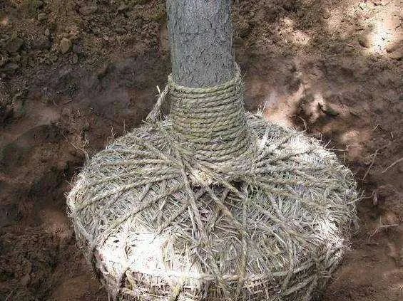 草绳绕树干计算规则