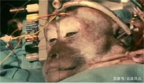 世界首例“换头手术”，实验对象是猴子，成功后为何将它安乐死？