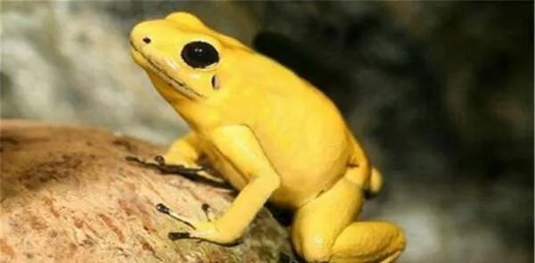 印度出现大量金黄色青蛙，这是不是外星生物呢？