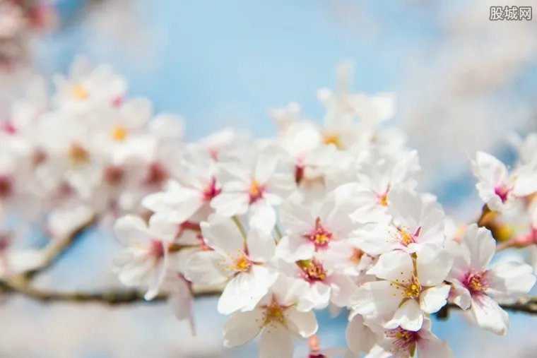 2018玉渊潭樱花节 玉渊潭樱花节门票多少钱