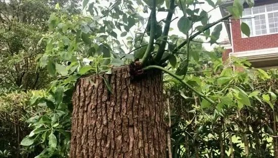 上海男子修剪自己买的香樟树竟被罚14万，这样的处罚合理吗？