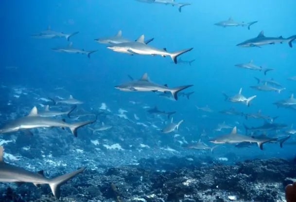 哪种动物一生都在换牙 只要牙齿受损立刻会有新的补上是什么鱼