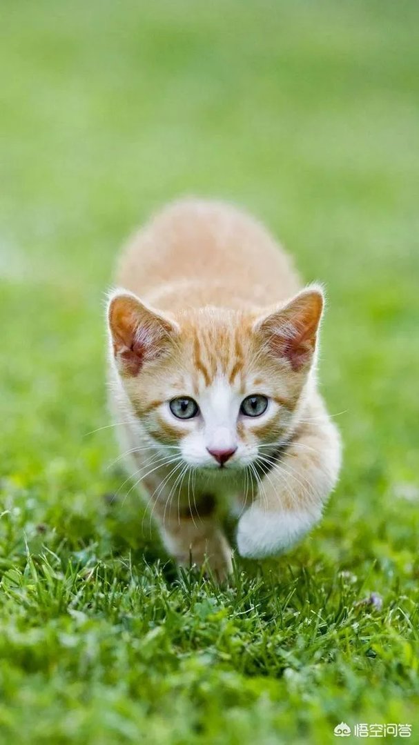 现在香蕉行情怎么样？