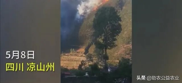 凉山再发山火，142人彻夜救援，系71岁村民烧包谷杆引发，已被警方控制，你怎么看？