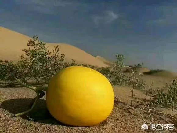 沙漠胶水真的能治好沙漠吗？