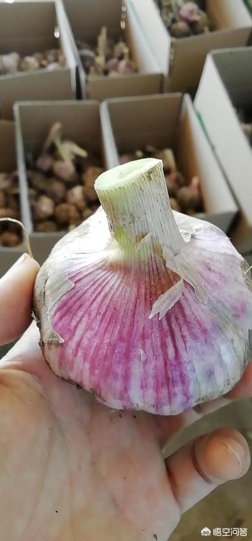 大蒜陆续上市，今年下半年我国大蒜价格会一直突飞猛进吗？