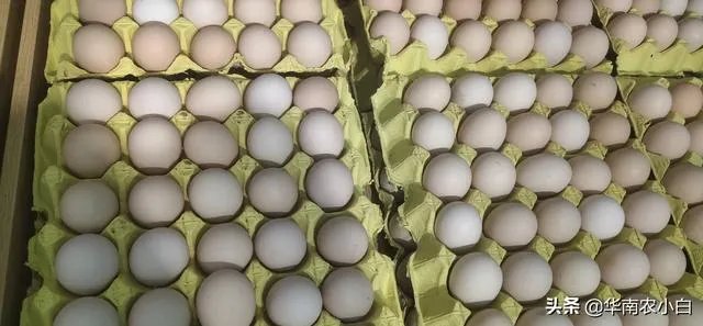 今年什么行情，鸡蛋跌回几年前的价格了，鸡蛋成了白菜价？