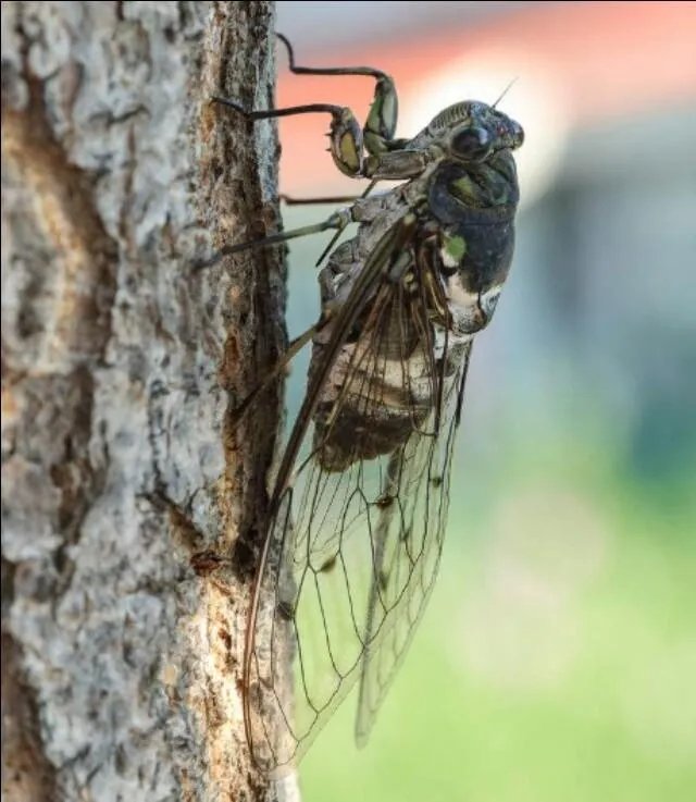 青岛市民组团挖海知了,海知了是什么?