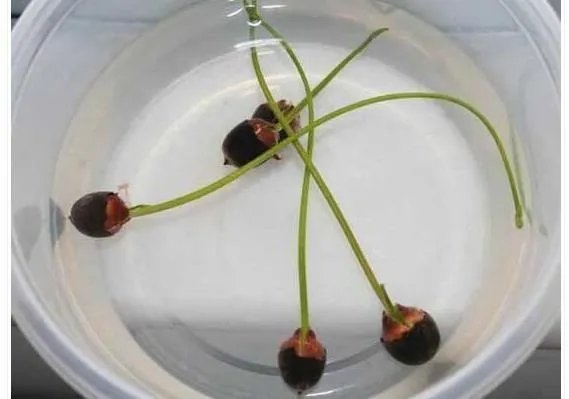 碗莲入土方法图解