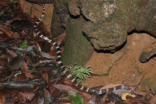 1949年，朱秀华“借尸还魂”究竟是不是真的?