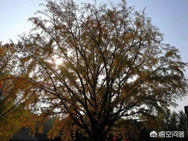 对于南京连续几天的大雾天气，应该如何保护自己？到底是霾还是雾？