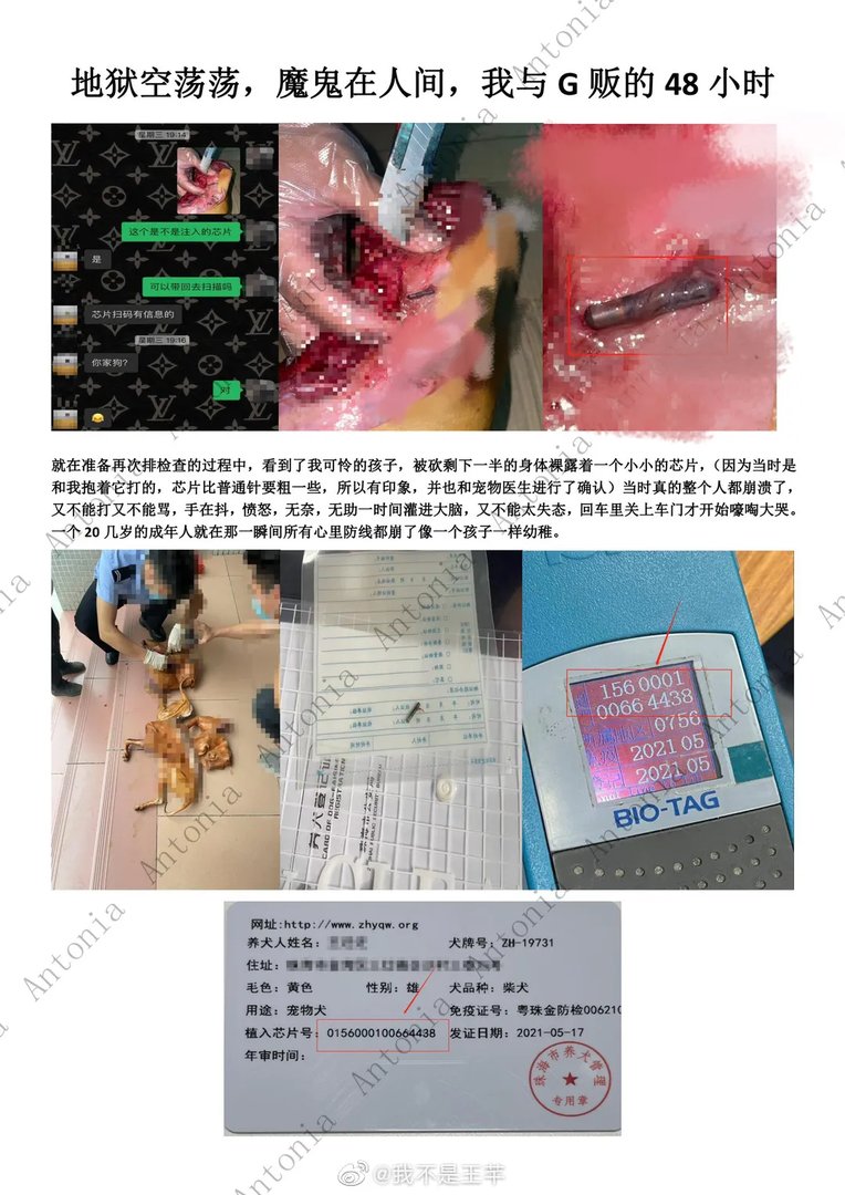 柴犬初七图片 柴犬初七被偷事件回顾