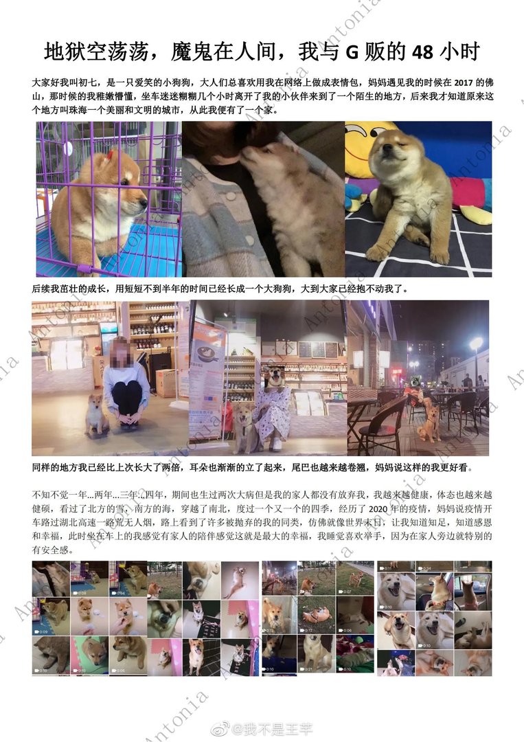 柴犬初七图片 柴犬初七被偷事件回顾
