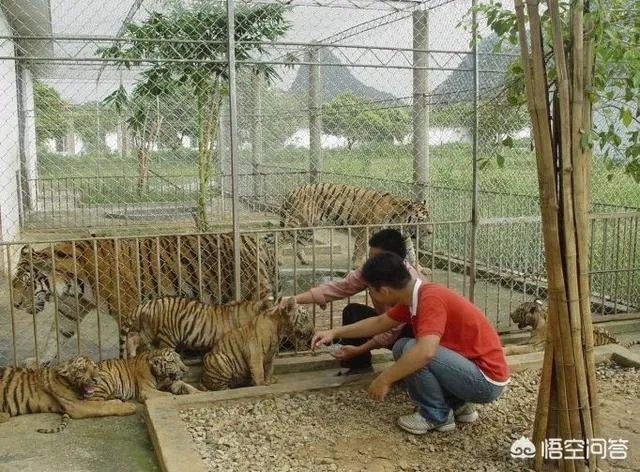 桂林熊虎山庄的游客多吗？