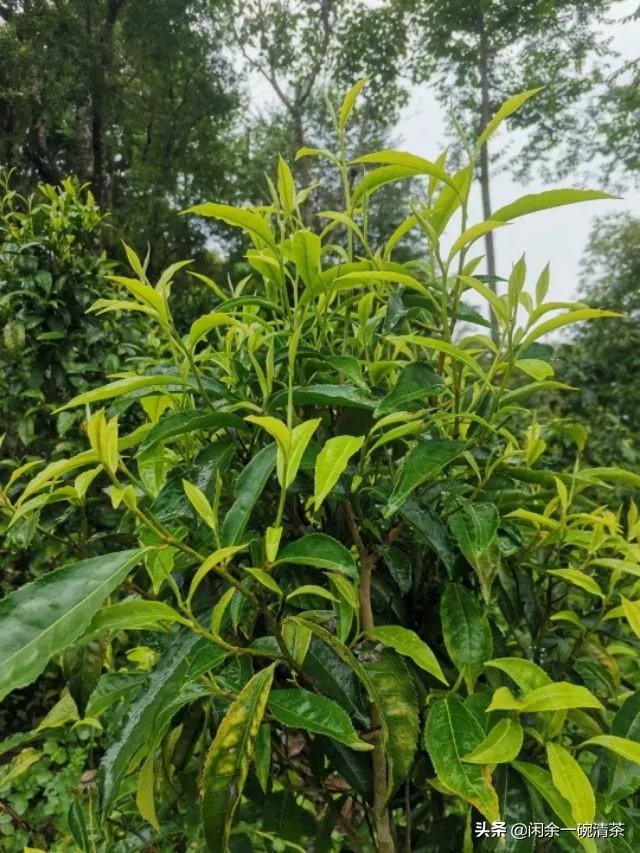 茶友们大家购茶，原产地与经销商你会选哪个？