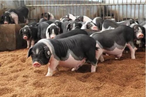 猪肉的价格为何持续上涨，什么时候可以趋于平缓？