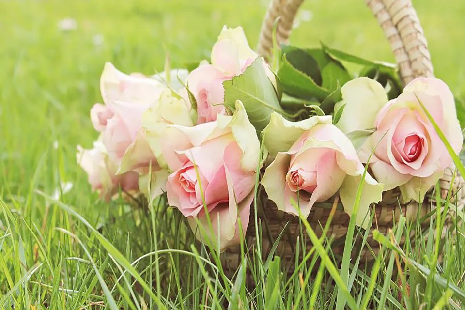 一万朵玫瑰花大概多少钱 一万朵玫瑰花大概多少重量