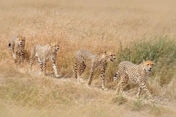 肯尼亚的国土面积为58万平方公里，肯尼亚是个怎样的非洲国家？