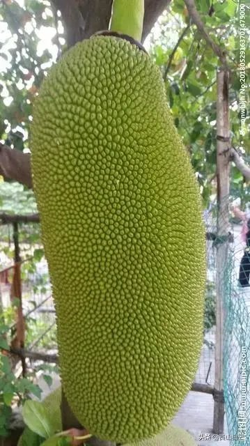 菠萝蜜凤梨菠萝麻