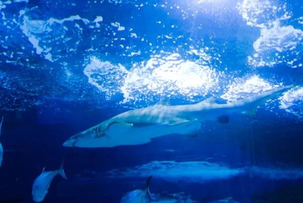 哪种动物一生都在换牙 只要牙齿受损立刻会有新的补上是什么鱼