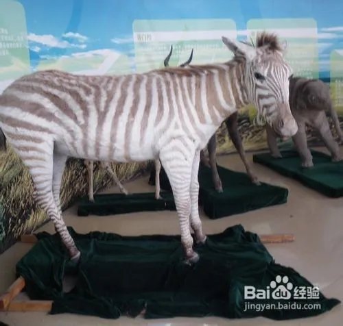 秦岭野生动物园游览路线