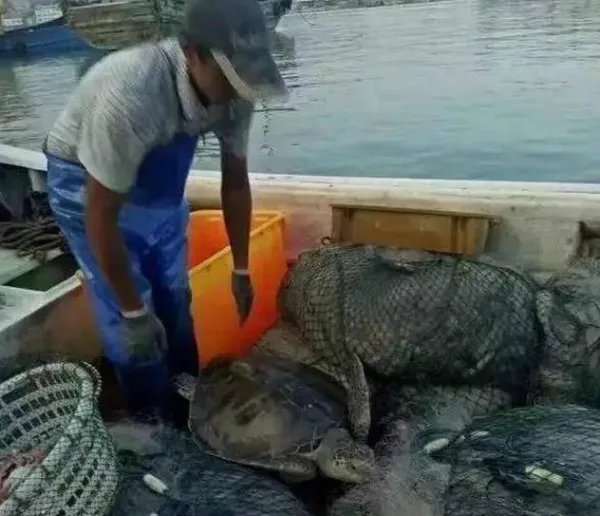 渔民捕到海龟都放生吗