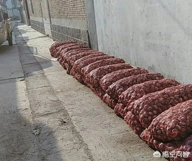 大蒜陆续上市，今年下半年我国大蒜价格会一直突飞猛进吗？