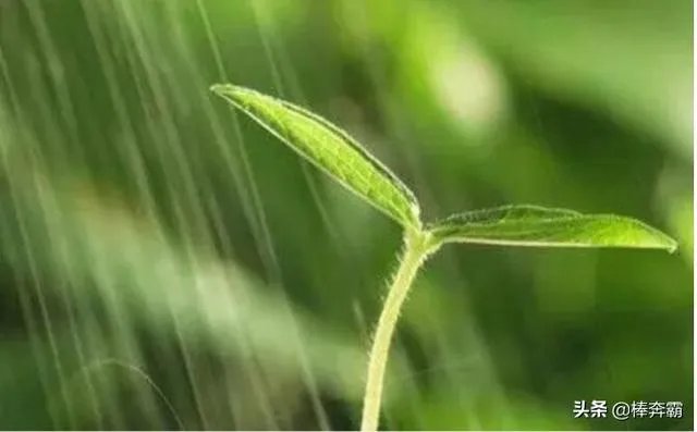 雨水落雨三大碗 大河小河都要满 说的是哪个季节