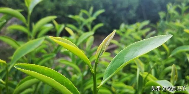 茶友们大家购茶，原产地与经销商你会选哪个？