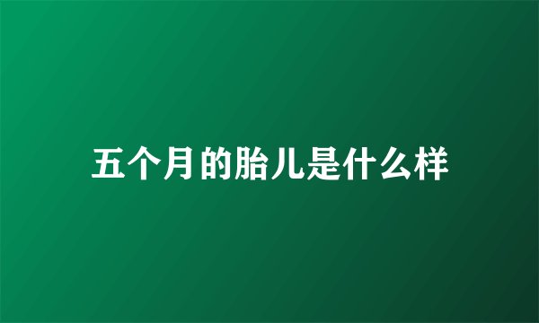 五个月的胎儿是什么样