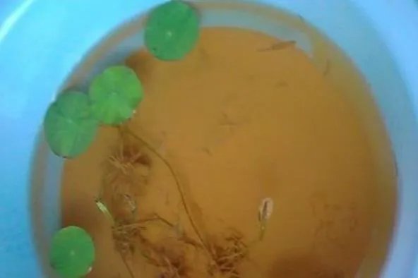 碗莲入土方法图解