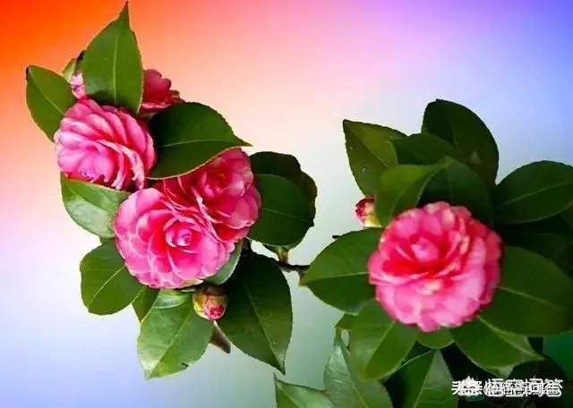 网上有人质疑云南王子清是伪慈善，你怎么看？