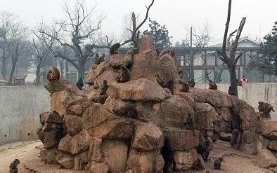 秦岭野生动物园游览路线