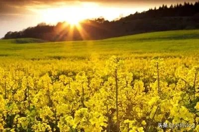 现在每天除了网课还能怎么消遣?