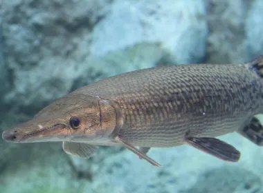 寺庙放生池现1.2米长鳄雀鳝，这种鱼放生后会有哪些危害？