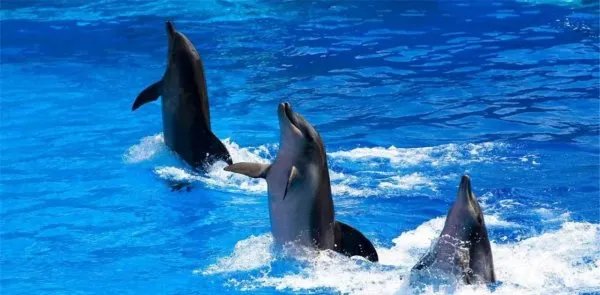 “暴打”鲨鱼的虎鲸为啥对人类如此友好？