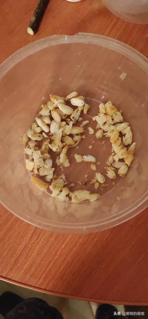 你和你的宠物如何一起跨年迎接2020？