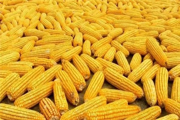 我国玉米价格每吨涨千元，对农业户有何影响？