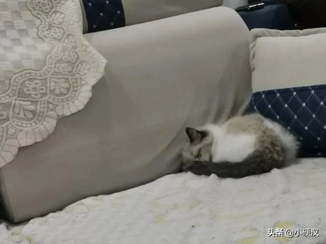 你和你的宠物如何一起跨年迎接2020？