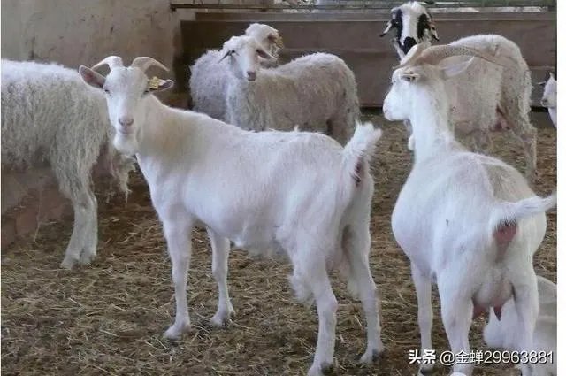 农村人养什么好卖出去？例如：鸡、鸭、羊那些？