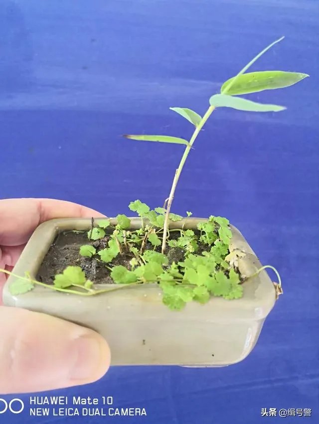 让大家来欣赏一下你做的竹盒景吧？