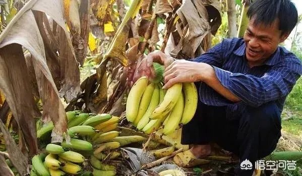 现在香蕉行情怎么样？