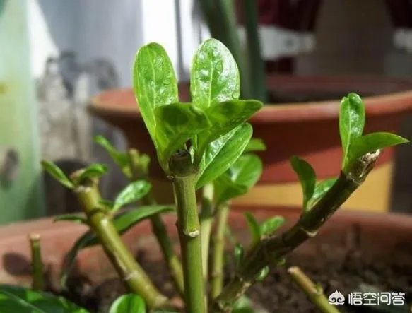 长春花怎么摘心？