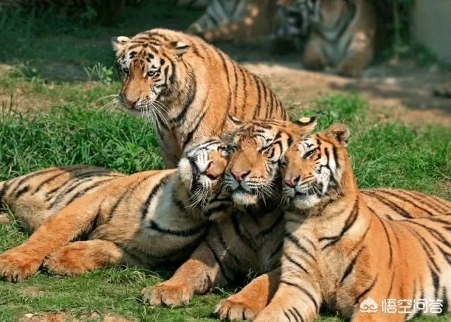 桂林熊虎山庄的游客多吗？